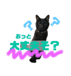 りあんちの猫スタ（個別スタンプ：12）