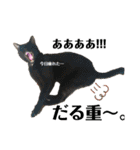 りあんちの猫スタ（個別スタンプ：14）