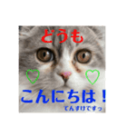 りあんちの猫スタ（個別スタンプ：16）