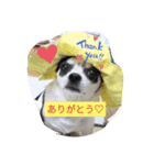 meruspecial 2（個別スタンプ：1）