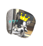 meruspecial 2（個別スタンプ：3）