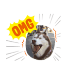 huskyノエルのスタンプ（個別スタンプ：1）