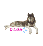 huskyノエルのスタンプ（個別スタンプ：3）