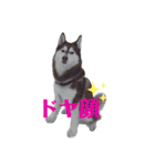 huskyノエルのスタンプ（個別スタンプ：4）