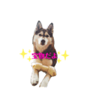 huskyノエルのスタンプ（個別スタンプ：7）