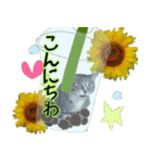 大人かわいい猫ボトル（個別スタンプ：2）