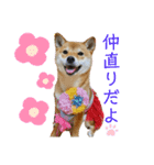 柴犬きなこ★まったり日常⑤（個別スタンプ：1）