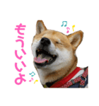 柴犬きなこ★まったり日常⑤（個別スタンプ：4）