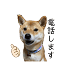 柴犬きなこ★まったり日常⑤（個別スタンプ：5）