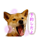 柴犬きなこ★まったり日常⑤（個別スタンプ：6）
