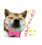 柴犬きなこ★まったり日常⑤（個別スタンプ：7）