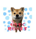 柴犬きなこ★まったり日常⑤（個別スタンプ：8）