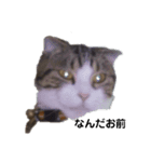 可愛い犬・猫たち（個別スタンプ：1）