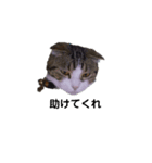 可愛い犬・猫たち（個別スタンプ：2）