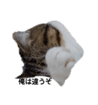 可愛い犬・猫たち（個別スタンプ：4）