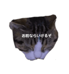 可愛い犬・猫たち（個別スタンプ：5）