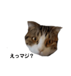 可愛い犬・猫たち（個別スタンプ：6）