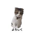 可愛い犬・猫たち（個別スタンプ：7）