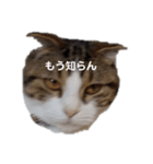 可愛い犬・猫たち（個別スタンプ：8）