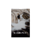 可愛い犬・猫たち（個別スタンプ：9）