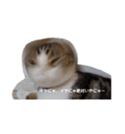 可愛い犬・猫たち（個別スタンプ：10）