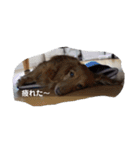 可愛い犬・猫たち（個別スタンプ：12）