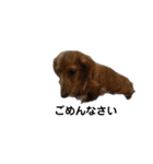 可愛い犬・猫たち（個別スタンプ：13）