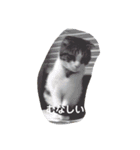 可愛い犬・猫たち（個別スタンプ：14）