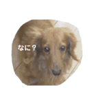 可愛い犬・猫たち（個別スタンプ：15）