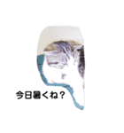 可愛い犬・猫たち（個別スタンプ：16）