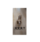 可愛い犬・猫たち（個別スタンプ：18）