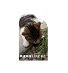 可愛い犬・猫たち（個別スタンプ：19）