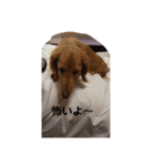 可愛い犬・猫たち（個別スタンプ：20）