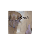 可愛い犬・猫たち（個別スタンプ：21）
