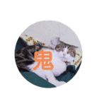可愛い犬・猫たち（個別スタンプ：22）