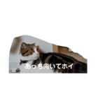 可愛い犬・猫たち（個別スタンプ：23）