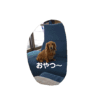 可愛い犬・猫たち（個別スタンプ：24）