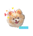 僕ポメラニアンのまろん♡（個別スタンプ：1）