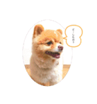 僕ポメラニアンのまろん♡（個別スタンプ：2）