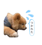 僕ポメラニアンのまろん♡（個別スタンプ：3）