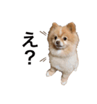 僕ポメラニアンのまろん♡（個別スタンプ：4）