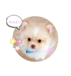 僕ポメラニアンのまろん♡（個別スタンプ：5）