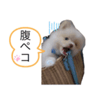 僕ポメラニアンのまろん♡（個別スタンプ：7）