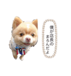 僕ポメラニアンのまろん♡（個別スタンプ：11）