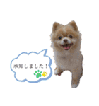 僕ポメラニアンのまろん♡（個別スタンプ：13）