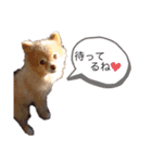 僕ポメラニアンのまろん♡（個別スタンプ：15）