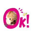 僕ポメラニアンのまろん♡（個別スタンプ：18）