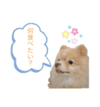 僕ポメラニアンのまろん♡（個別スタンプ：20）