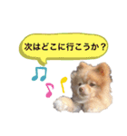 僕ポメラニアンのまろん♡（個別スタンプ：21）
