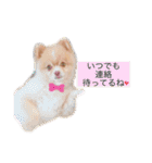 僕ポメラニアンのまろん♡（個別スタンプ：22）